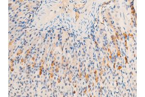 ABIN6267220 at 1/100 staining mouse gastric tissue sections by IHC-P.