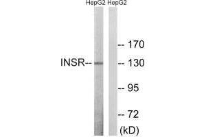 Western blot analysis of extracts from HepG2 cells, using INSR (Ab-1375) antibody. (Insulin Receptor anticorps  (Thr1375))