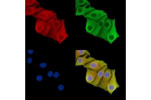 ABIN7095864 and ABIN7099926 staining Hela cells by IF/ICC. (Solute Carrier Organic Anion Transporter Family, Member 3A1 (SLCO3A1) anticorps)