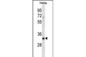 SFRS7 Antibody (N-term) (ABIN656240 and ABIN2845556) western blot analysis in Hela cell line lysates (35 μg/lane). (SFRS7 anticorps  (N-Term))