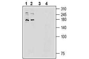 Western blot analysis of human HepG2 hepatocellular cell line lysate (lanes 1 and 3) and human HUVEC endothelial cell line lysate (lanes 2 and 4): - 1, 2.