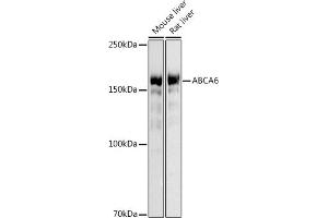 Western blot analysis of extracts of various cell lines, using (ABIN3017555, ABIN3017556, ABIN3017557, ABIN1678499 and ABIN6220152) at 1:500 dilution. (ABCA6 anticorps)
