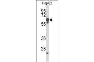 Western blot analysis of FBXL5 Antibody in HepG2 cell line lysates (35ug/lane). (FBXL5 anticorps  (N-Term))