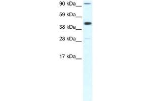 WB Suggested Anti-POLR2B Antibody Titration:  0. (POLR2B anticorps  (Middle Region))