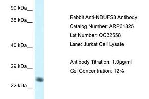 Western Blotting (WB) image for anti-NADH Dehydrogenase (Ubiquinone) Fe-S Protein 8, 23kDa (NADH-Coenzyme Q Reductase) (NDUFS8) (C-Term) antibody (ABIN2788917) (NDUFS8 anticorps  (C-Term))