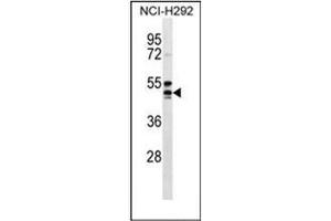 Western blot analysis of GPR109A Antibody (Center) in NCI-H292 cell line lysates (35ug/lane). (HCAR2 anticorps  (Middle Region))