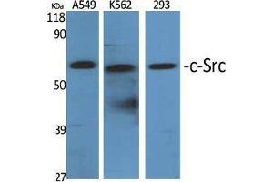 Western Blot (WB) analysis of specific cells using c-Src Polyclonal Antibody. (Src anticorps  (Tyr1172))