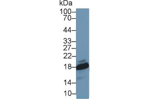 Detection of SOD1 in Mouse Ovary lysate using Polyclonal Antibody to Superoxide Dismutase 1 (SOD1) (SOD1 anticorps  (AA 2-154))