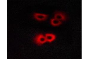 ABIN6267377 staining COS cells by ICC/IF.