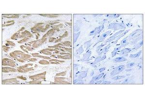 Immunohistochemistry (IHC) image for anti-Brain Protein 44-Like (BRP44L) (N-Term) antibody (ABIN1850936) (BRP44L anticorps  (N-Term))