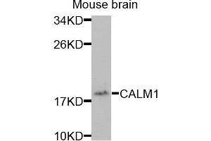 Western blot analysis of extracts of mouse brain cells, using CALM1 antibody. (Calmodulin 1 anticorps)
