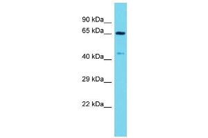 Host:  Rabbit  Target Name:  Arntl  Sample Type:  Mouse Stomach lysates  Antibody Dilution:  1. (ARNTL anticorps  (C-Term))
