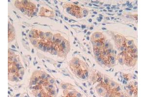 DAB staining on IHC-P; Samples: Human Stomach Tissue (IL-20 anticorps  (AA 25-176))