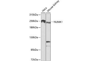 Western blot analysis of extracts of various cell lines, using NUM antibody (ABIN1681136, ABIN3015188, ABIN3015190 and ABIN6213875) at 1:1000 dilution. (NUMA1 anticorps  (AA 1-309))