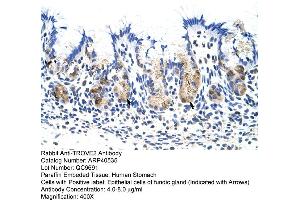 Rabbit Anti-TROVE2 Antibody  Paraffin Embedded Tissue: Human Stomach Cellular Data: Epithelial cells of fundic gland Antibody Concentration: 4.