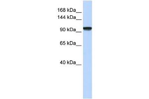 WB Suggested Anti-C21orf66 Antibody Titration:  0. (PAX3 and PAX7 Binding Protein 1 (PAXBP1) (N-Term) anticorps)
