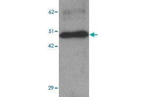 Western blot analysis of ZBTB8 in mouse spleen tissue lysate with ZBTB8 polyclonal antibody  at 1 ug/mL. (ZBTB8A anticorps  (C-Term))