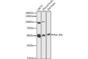 anti-AKT 1/2/3 antibody