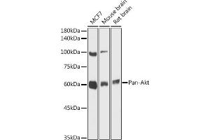 Western blot analysis of extracts of various cell lines, using Pan-Akt antibody (ABIN7265520) at 1:1000 dilution. (AKT 1/2/3 anticorps)