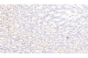 Detection of C5a in Rat Stomach Tissue using Polyclonal Antibody to Complement Component 5a (C5a)
