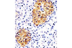 Paraformaldehyde-fixed, paraffin embedded human pancreas tissue, Antigen retrieval by boiling in sodium citrate buffer (pH6.