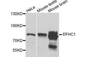 Western blot analysis of extracts of various cell lines, using EFHC1 antibody. (EFHC1 anticorps)