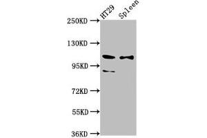 Western Blot Positive WB detected in: HT29 whole cell lysate, Rat spleen tissue All lanes: SCUBE2 antibody at 8.