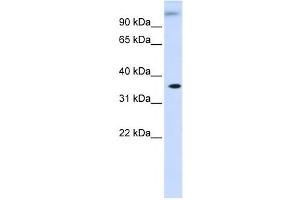 Western Blotting (WB) image for anti-Dihydrodiol Dehydrogenase (Dimeric) (DHDH) antibody (ABIN2459844) (DHDH anticorps)
