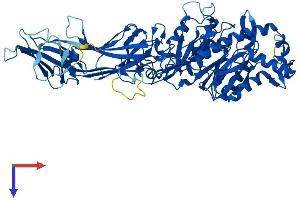 AlphaFold protein structure predicition of Human Recombinant PADI3 Protein, UniprotID Q9ULW8