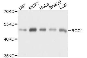 Western blot analysis of extracts of various cell lines, using RCC1 antibody. (RCC1 anticorps  (AA 1-240))