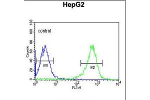 Flow cytometric analysis of HepG2 cells (right histogram) compared to a negative control cell (left histogram). (PYCR1 anticorps  (C-Term))