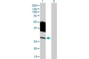 Western Blot analysis of SLAMF6 expression in transfected 293T cell line by SLAMF6 MaxPab polyclonal antibody. (SLAMF6 anticorps  (AA 1-271))