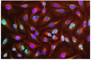 Image no. 3 for anti-RNA Binding Motif Protein 8A (RBM8A) antibody (ABIN108586)