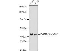 Western blot analysis of extracts of various cell lines, using KMT1B / SUV39H2 antibody (ABIN7270647) at 1:1000 dilution. (SUV39H2 anticorps)