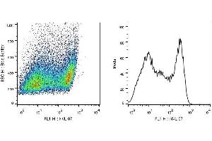 Flow cytometry analysis (intracellular staining) of SCIMP in a population of HEK-293T-SCIMP transfectants using monoclonal antibody (clone NVL-07, purified). (SCIMP anticorps)