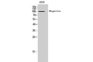 Western Blotting (WB) image for anti-Rhophilin, rho GTPase Binding Protein 1 (RHPN1) (Internal Region) antibody (ABIN3186760)