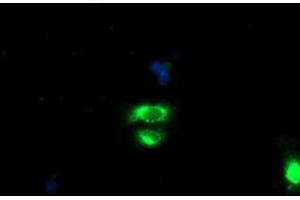 Anti-GOLM1 mouse monoclonal antibody (ABIN2455430) immunofluorescent staining of COS7 cells transiently transfected by pCMV6-ENTRY GOLM1 (RC200086). (GOLM1 anticorps)