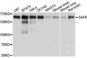 Western blot analysis of extracts of various cell lines, using SAFB antibody.