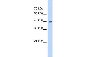 Western Blot showing HADHB antibody used at a concentration of 1-2 ug/ml to detect its target protein. (HADHB anticorps)