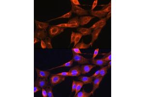 Immunofluorescence analysis of NIH/3T3 cells using Apolipoprotein  Rabbit pAb (ABIN7265634) at dilution of 1:100. (APOA2 anticorps  (AA 1-100))