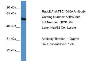 WB Suggested Anti-TBC1D10A  Antibody Titration: 0. (TBC1D10A anticorps  (C-Term))