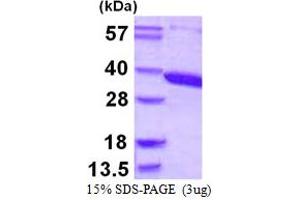 SDS-PAGE (SDS) image for Aminoacylase 3 (ACY3) (AA 1-319) protein (His tag) (ABIN667936)