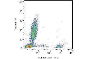 Surface staining of human peripheral blood with anti-CD20 (2H7) FITC. (CD20 anticorps)