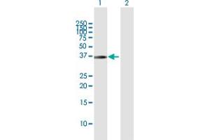 Western Blot analysis of PNMA1 expression in transfected 293T cell line by PNMA1 MaxPab polyclonal antibody. (PNMA1 anticorps  (AA 1-353))