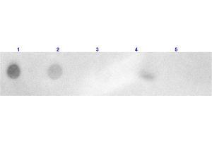 Dot Blot results of Goat Anti-Rabbit IgG Antibody Rhodamine Conjugated.