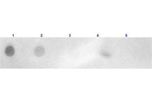 Dot Blot results of Goat Anti-Rabbit IgG Antibody Rhodamine Conjugated. (Chèvre anti-Lapin IgG (Heavy & Light Chain) Anticorps (TRITC) - Preadsorbed)