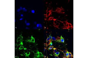 Immunocytochemistry/Immunofluorescence analysis using Mouse Anti-AMIGO-1 Monoclonal Antibody, Clone S86-36 (ABIN2483813).