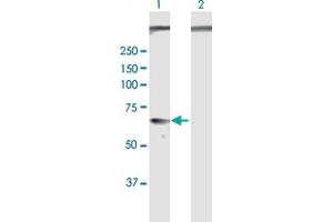 Western Blot analysis of GPC5 expression in transfected 293T cell line by GPC5 MaxPab polyclonal antibody. (GPC5 anticorps  (AA 1-572))