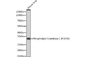 Western blot analysis of extracts of Mouse lung, using Phospholipid Phospholipid Scramblase 1 (PLSCR1) (PLSCR1) Rabbit mAb (ABIN7269354) at 1:1000 dilution. (PLSCR1 anticorps)