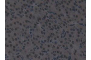 Detection of IRF2 in Mouse Ovary Tissue using Polyclonal Antibody to Interferon Regulatory Factor 2 (IRF2)